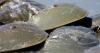 Horseshoe crab blood is valuable for health research, but groups claim N.J. falls short of protecting species