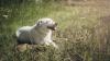 UK dog owners warned common gesture their pets make could be sign of sunburn
