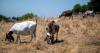 California relies on goats to combat fires. A wage change threatens the industry