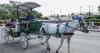 New Orleans mules go their own way as NYC, San Antonio push to ban horse-drawn carriages