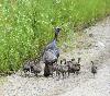 Let’s do science: Share your wild turkey sightings