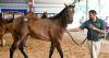 50th annual Louisiana racehorse auction generates more than $6.2M in sales at Coushatta casino resort