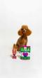 WellPaws makes history as first pet supplement brand to launch in Tesco Ireland