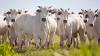 Farm groups fear influx of Brazilian meat after EU ban