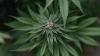 TGA sues two medicinal marijuana companies for unlawful advertising