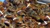 DFO study updates science behind lobster management measures in N.S., N.B.