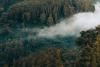 Carbon markets alone won’t keep Southeast Asia’s forests standing: report