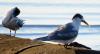Australia confirms first mass bird flu mortality in wildlife