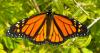 Extraordinary monarchs migrate 2,000 miles to get here