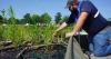 Floating wetlands are helping Missouri lakes stay healthy and keep out algae and pollutants
