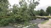 Cleanup underway after storms topple trees across New York City