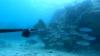 Fishermen’s group submits counterproposal to BOPP