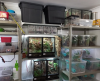 Cape Town couple fined R40,000 each for illegal reptile trade involving 95 animals