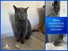 Cat Mishu found alive after 17 days missing at Brussels Airport