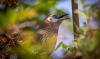 A shy bird found only in Nepal is waiting for the world to notice