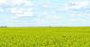 Old crop canola supplies tight in North Dakota