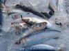 Warming oceans threaten South Africa's marine life and coastal livelihoods