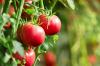 As salt creeps into farmland, a simple spray could help protect tomato harvests