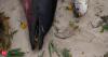Why are so many dolphins washing up on South Australian beaches? Long-term data point to a devastating algal bloom