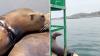 California tour boat helps rescuers save sea lion with fishing line around its neck
