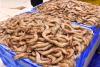 2026 shrimp season boosts Saudi eastern region fish markets