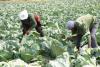 Govt to revolutionise agri-sector through STAS … reduce food insecurity from 25% to 12%
