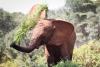 Kenya orphan elephant Talek plays with her food, and she may be a rare leftie