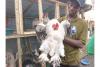 Sh1 million exotic chickens, turkeys steal the show at Tanzanian trade fair