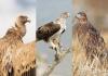 Cyprus’ endangered birds to be protected by new EU-backed project