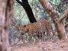 World News | India Strengthens Conversation of Wild Cat Through Clouded Leopard Conservation Action Plan