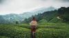 Türkiye or China? Rize weighs in on tea's true home