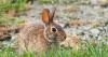 What Is Rabbit Fever? Three Probable Cases Reported in New York; CDC Explains Symptoms and Risks