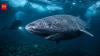 Scientists discover Greenland sharks can see for centuries, debunking blindness myth