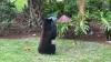 Black bear sightings reported as Mississippi neighborhoods get surprise visits