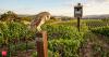 Barn owls may reshape farming as rodents flee