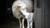 Farmers urged to consider livestock vaccination as bluetongue cases soar
