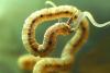 Farm dog spread of life-endangering worm disease researched by academics in bid to prevent spread of harmful tapeworm between species
