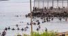 Runaway online rumours sparked frantic rush by migrants to the Spanish enclave of Ceuta