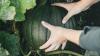 Farmers learn how to grow crops with dramatically less water