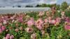 Growing up on the Farm: Creekside Growers