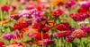 In the 608: Blooms on the Farm returns to Schuster's Farm with flowers, live music and family fun