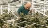 NJ can’t force cannabis companies to sign pacts with labor unions, firm says