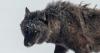 Cultivating tolerance: Wolf researchers advocate power of social media storytelling