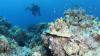 University of Hawaiʻi at Mānoa oceanographers find Hawaiian corals can possibly adapt to future heat stress