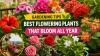 Gardening Tips: Best Flowering Plants That Bloom All Year in India