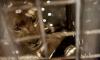 NAS Johannesburg flies lion cubs to Tanzania wildlife park