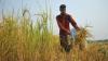 Small farmers produce more, earn much less: BBS