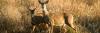 MDC & NDA Offer Wildlife Food Plot Webinar