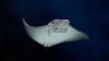 Rays Found in Polluted NYC Creek Might Be Sign of Environmental Hope