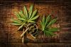 Kentucky research: CBD, THC combo can improve late-stage dementia patients’ quality of life